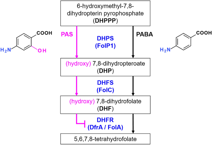A combination screening to identify enhancers of para-aminosalicylic ...