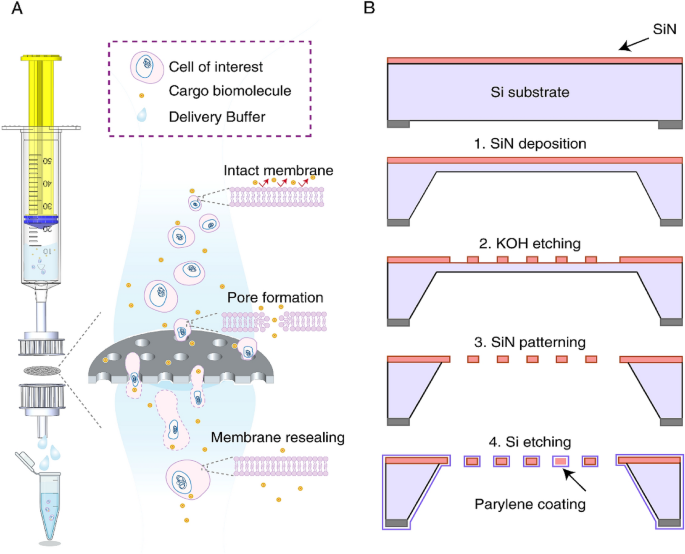 Membrane Oxidation in Cell Delivery and Cell Killing Applications