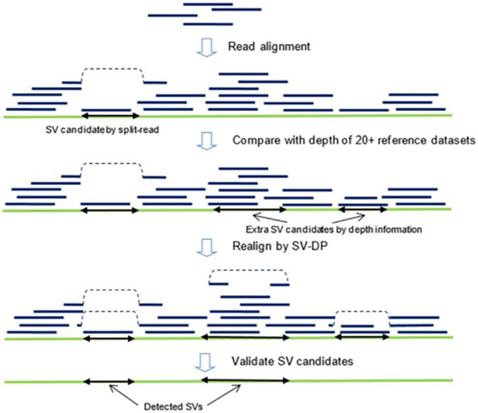 A protocol for applying low-coverage whole-genome sequencing data in  structural variation studies