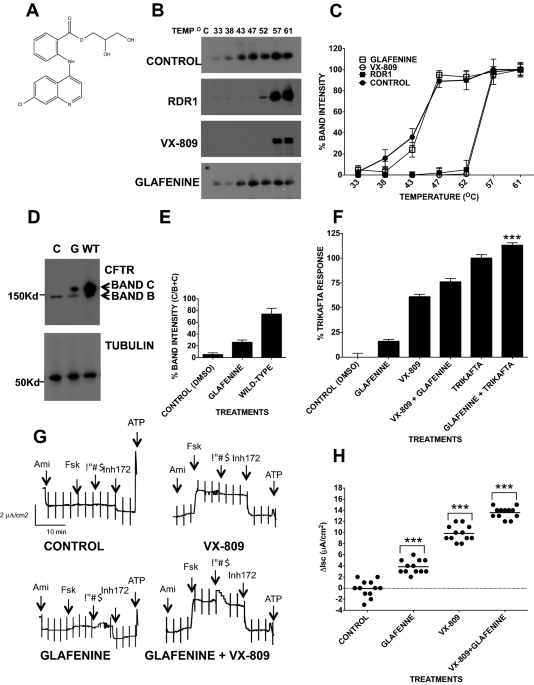 The NSAID glafenine rescues class 2 CFTR mutants via cyclooxygenase 2  inhibition of the arachidonic acid pathway | Scientific Reports