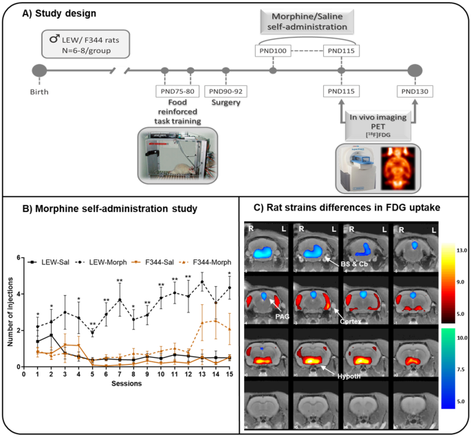 Neuroimaging reveals distinct brain glucose metabolism patterns associated  with morphine consumption in Lewis and Fischer 344 rat strains | Scientific  Reports
