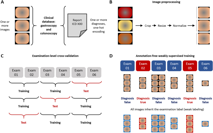 Weakly supervised end-to-end artificial intelligence in 