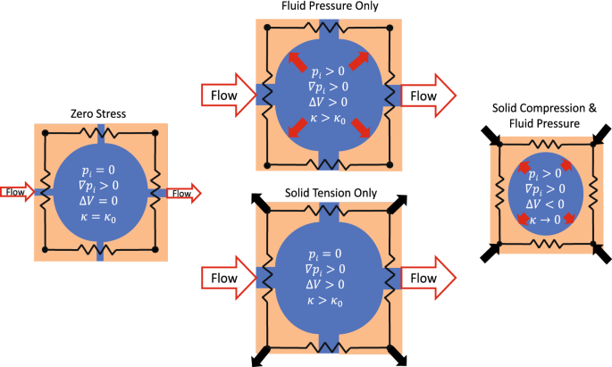 The effects of gravity and compression on interstitial fluid transport in  the lower limb