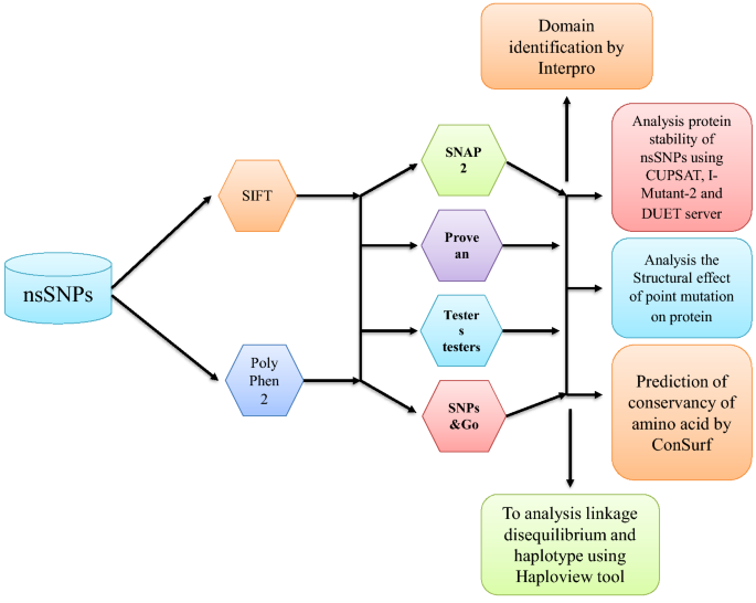 glutathione reductase gene Identification, analysis of deleterious SNPs of the human GSR gene and  their effects on the structure and functions of associated proteins and  other diseases