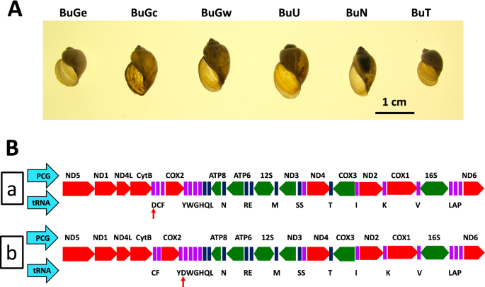 Comparative Mitogenomics Of Freshwater Snails Of The Genus Bulinus Obligatory Vectors Of Schistosoma Haematobium Causative Agent Of Human Urogenital Schistosomiasis Scientific Reports