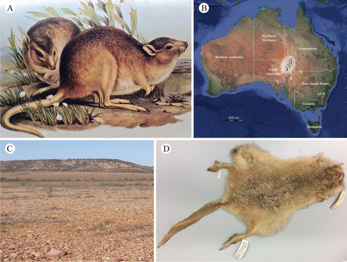 Hva utviklet kengururotter seg fra?