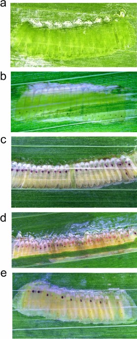 Efficient Crispr Cas9 Mediated Genome Modification Of The Glassy Winged Sharpshooter Homalodisca Vitripennis Germar Scientific Reports