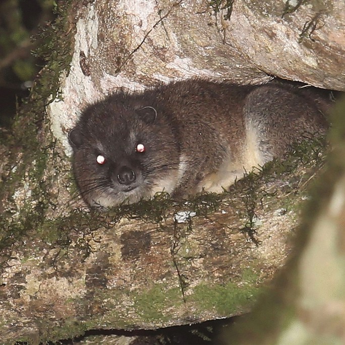 Habitat preferences, estimated abundance and behavior of tree hyrax  (Dendrohyrax sp.) in fragmented montane forests of Taita Hills, Kenya |  Scientific Reports