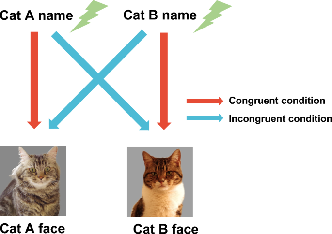 Cats learn the names of their friend cats in their daily lives | Scientific  Reports
