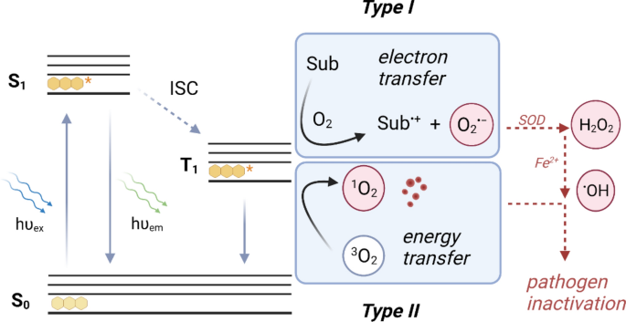 Tuning Riboflavin Derivatives For Photodynamic Inactivation Of Pathogens Scientific Reports