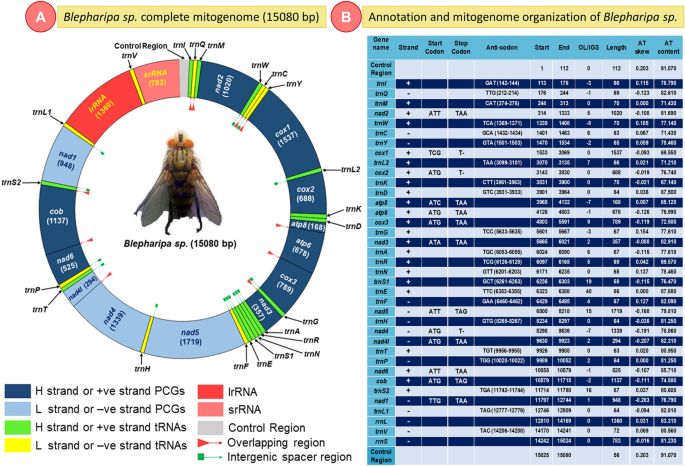 Mitogenome-wise codon usage pattern from comparative analysis of