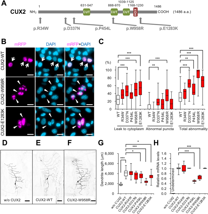 CUX2 deficiency causes facilitation of excitatory synaptic transmission  onto hippocampus and increased seizure susceptibility to kainate