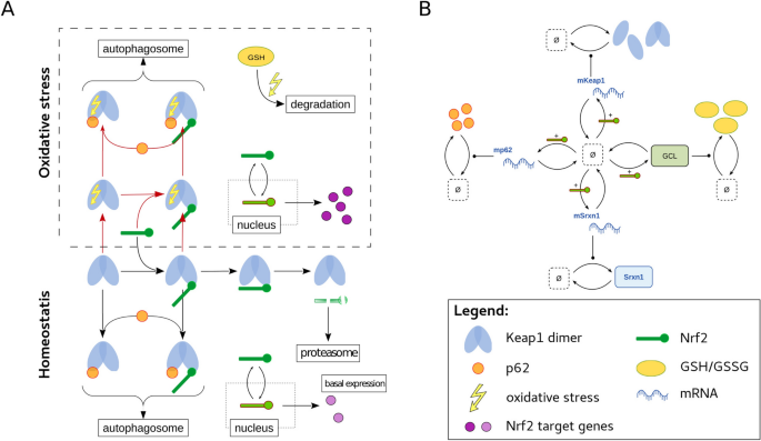 nrf2 and glutathione Dynamic modeling of Nrf2 pathway activation in liver cells after toxicant exposure