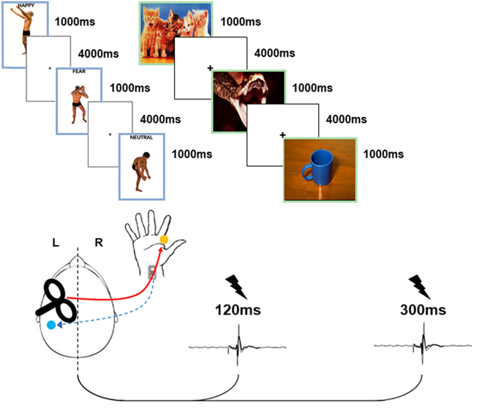 Sensorimotor inhibition during emotional processing
