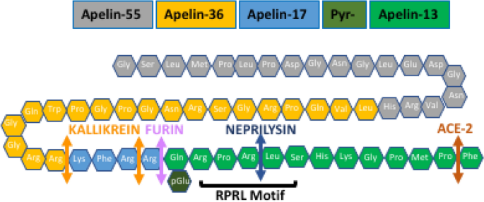 On Methods for the Measurement of the Apelin Receptor Ligand Apelin |  Scientific Reports