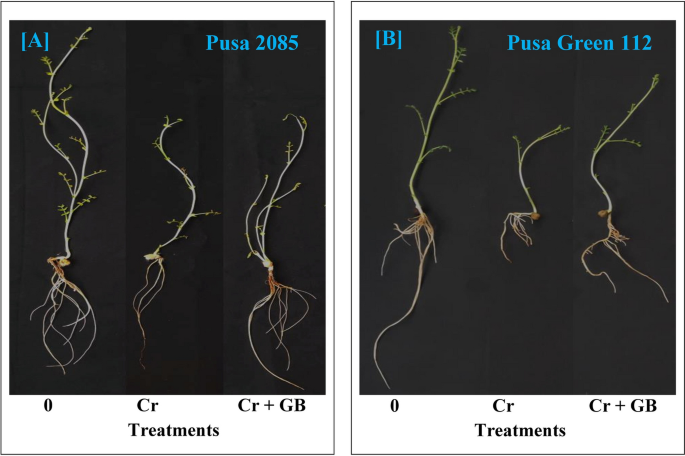 Glycine betaine modulates chromium (VI)-induced morpho-physiological and biochemical responses to mitigate chromium toxicity in chickpea (Cicer arietinum L.) cultivars