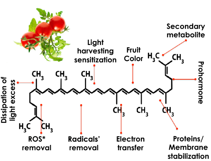 On the remarkable nonlinear optical properties of natural tomato lycopene |  Scientific Reports