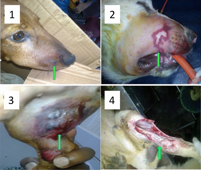 Clinico-epidemiology and management of hump-nosed pit viper (Hypnale spp.)  bites in dogs | Scientific Reports