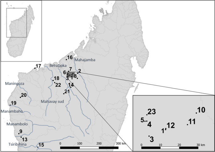 A population genetic analysis of the Critically Endangered 