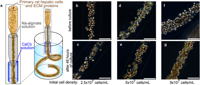 In Vitro Proliferation And Long Term Preservation Of Functional Primary Rat Hepatocytes In Cell Fibers Scientific Reports