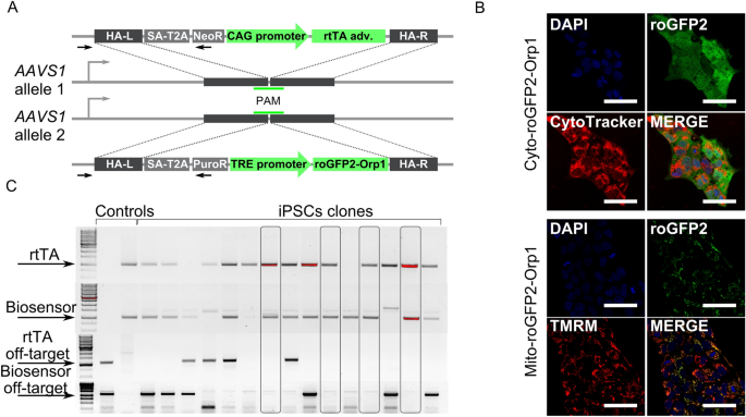 CRISPR-Cas9 correction of OPA1 c.1334G>A: p.R445H restores mitochondrial homeostasis in dominant optic atrophy patient-derived iPSCs - ScienceDirect