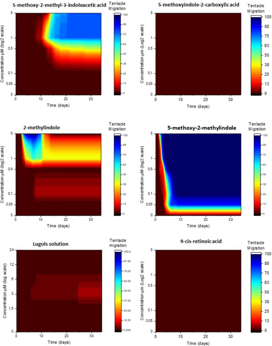 Inducing metamorphosis in the irukandji jellyfish Carukia barnesi | Scientific Reports