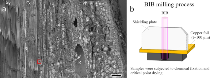A combination of scanning electron microscopy and broad argon ion beam  milling provides intact structure of secondary tissues in woody plants |  Scientific Reports