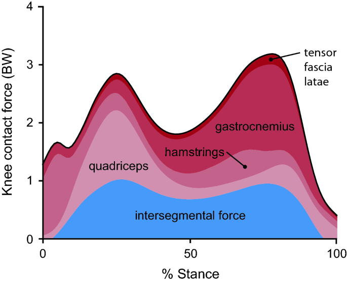 Muscle coordination retraining inspired by musculoskeletal simulations  reduces knee contact force