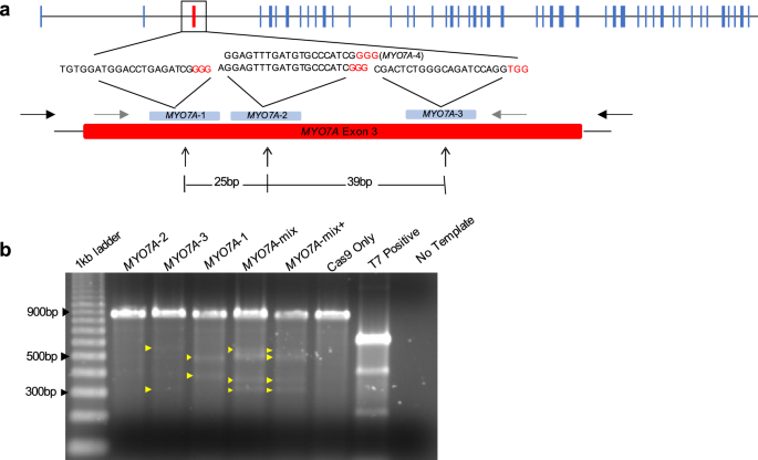 Crispr/cas9 editing of the myo7a gene in rhesus macaque embryos to generate a primate model of usher syndrome type 1b