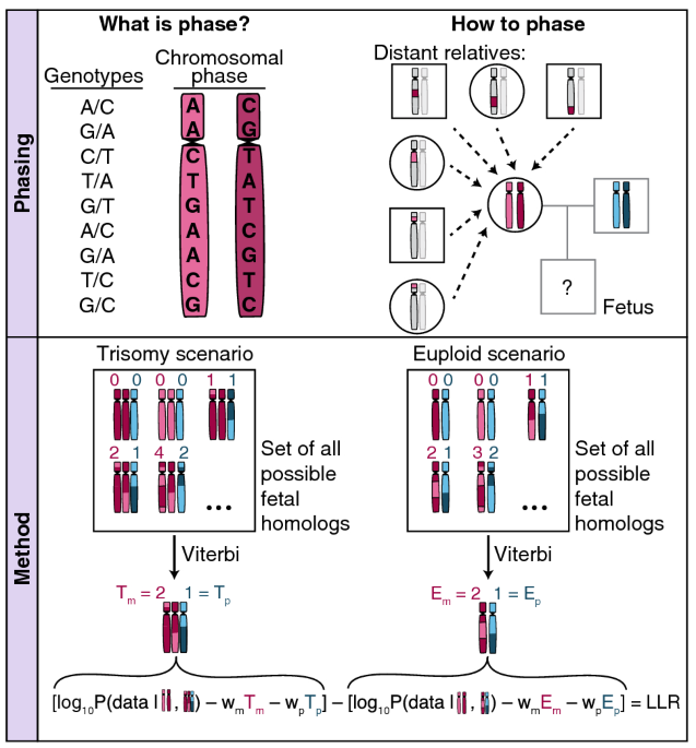 Chromosomal phase improves aneuploidy detection in non-invasive prenatal  testing at low fetal DNA fractions | Scientific Reports