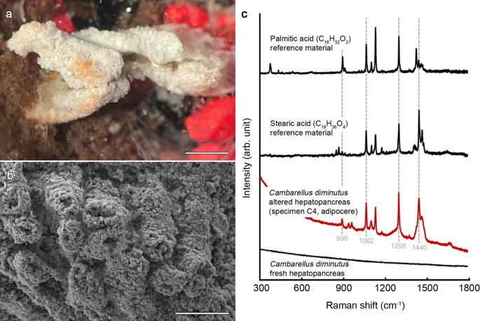 Adipocere formation in biofilms as a first step in soft tissue preservation  | Scientific Reports