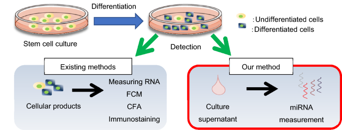 Highly sensitive and non-disruptive detection of residual undifferentiated cells by measuring miRNAs in culture supernatant | Scientific Reports