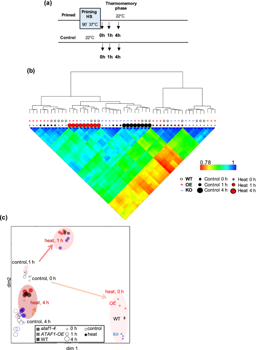 Heteromeric HSFA2/HSFA3 complexes drive transcriptional memory after heat  stress in Arabidopsis