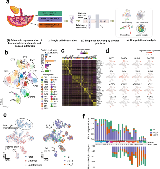 Single-cell transcriptional profiling reveals cellular and molecular ... - Nature.com