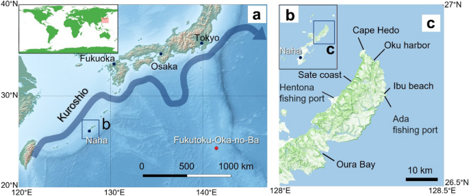 Coastal ecological impacts from pumice rafts | Scientific Reports