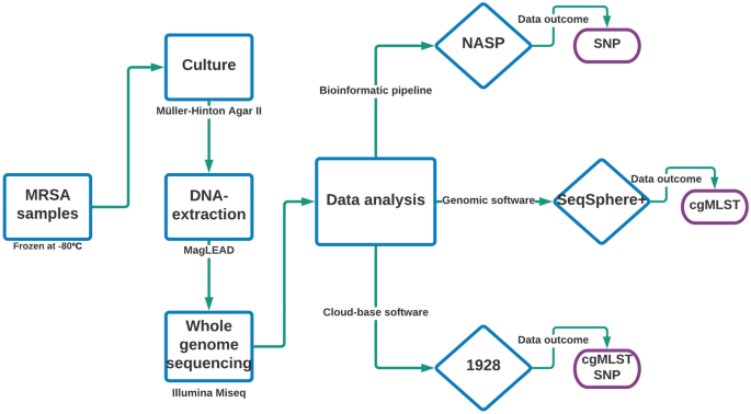 The molecular and genetic differences: Staphylococcus aureus vs MRSA -  BioLabTests