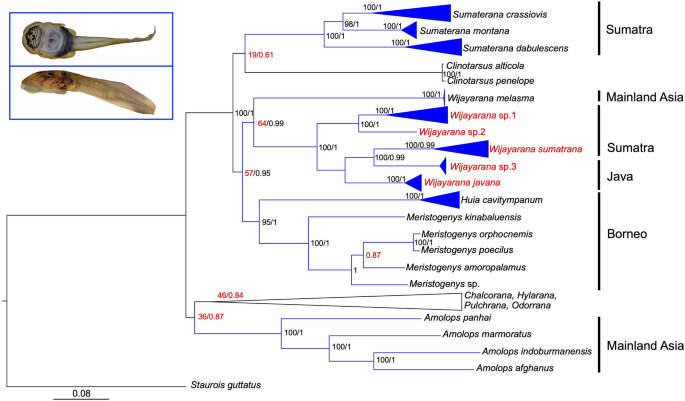 Phylogeographic inference of Sumatran ranids bearing gastromyzophorous tadpoles with regard to the Pleistocene drainage systems of Sundaland | Scientific Reports phylogeographic-inference-of-sumatran-ranids-bearing-gastromyzophorous-tadpoles-with-regard-to-the-pleistocene-drainage-systems-of-sundaland-scientific-reports