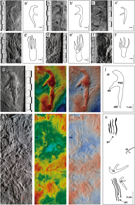 The interpretive outline drawing of theropod tracks at