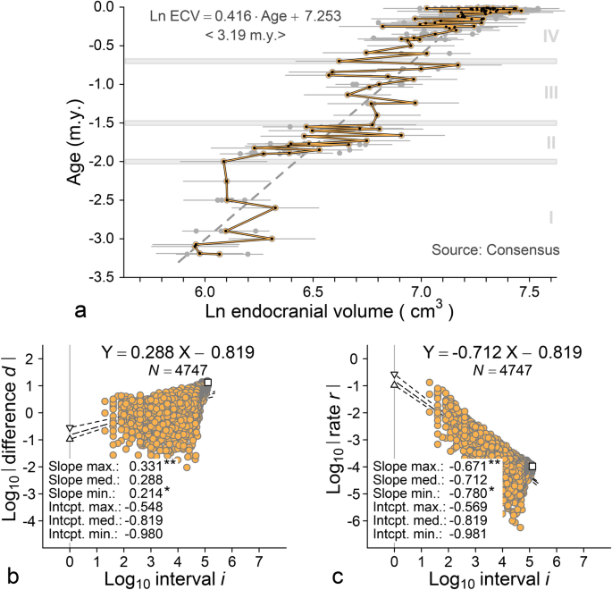Pattern and rate in the Plio-Pleistocene evolution of modern human 