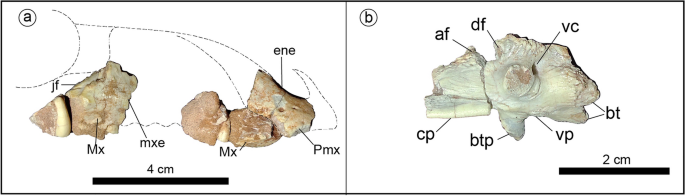 A new Cretaceous thyreophoran from Patagonia supports a South American lineage of armoured dinosaurs | Scientific Reports - Nature.com