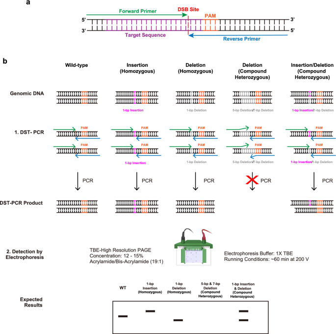 A pair of primers facing at the double-strand break site enables to detect  NHEJ-mediated indel mutations at a 1-bp resolution | Scientific Reports