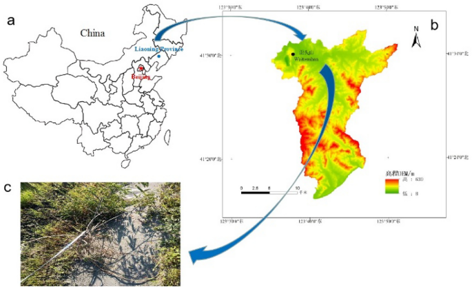 Study on the cohesive shear characteristics and intrinsic modelling ... - Nature.com