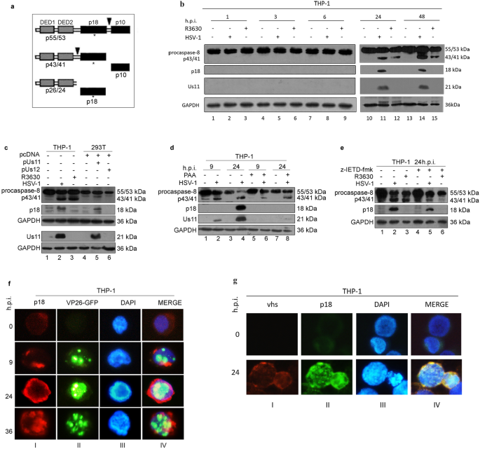Direct cleavage of caspase-8 by herpes simplex virus 1 tegument protein  US11 | Scientific Reports