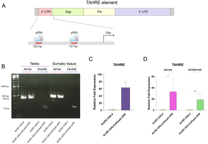 Different transcriptional responses by the CRISPRa system in distinct types of heterochromatin in Drosophila melanogaster | Scientific Reports