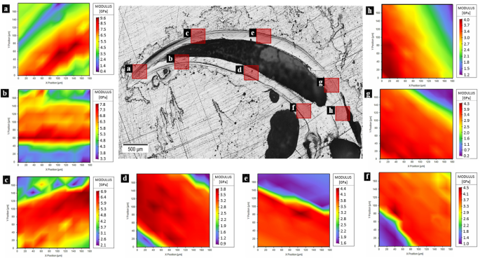 The mechanical characterization of the legs, fangs, and prosoma in