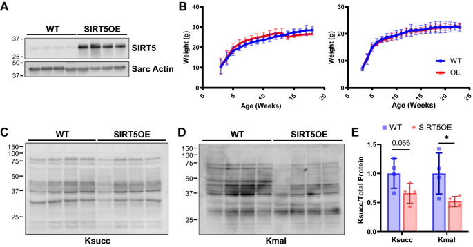 Sirtuin 5 levels are limiting in preserving cardiac function and ... - Nature.com