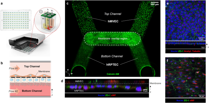 Evaluation of rapid transepithelial electrical resistance (TEER ...
