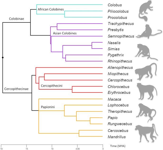 Skull variation in Afro-Eurasian monkeys results from both adaptive and  non-adaptive evolutionary processes | Scientific Reports