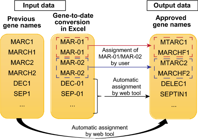 Gene Updater: a web tool that autocorrects and updates for Excel  misidentified gene names | Scientific Reports