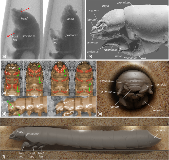 Fossoriality in desert-adapted tenebrionid (Coleoptera) larvae | Scientific Reports